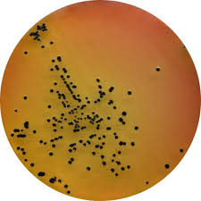 RAMBACH AGAR